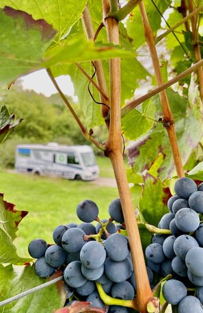 Ruta del vino de Baden en autocaravana | © FERIENSTRASSEN.INFO