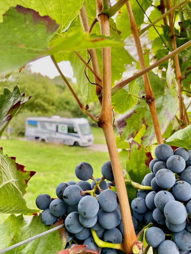 Ruta del vino de Baden en autocaravana | © FERIENSTRASSEN.INFO