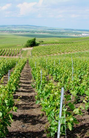 Verzenay - Francia  | © Verzenay - Francia ©Vassil, Public domain, via Wikimedia Commons