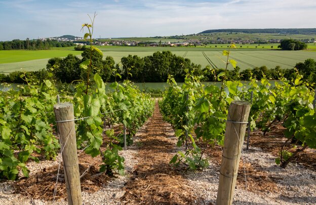 Viñedos en Hautvillers - Francia | © Viñedos en Hautvillers - Francia ©mrallen - stock.adobe.com