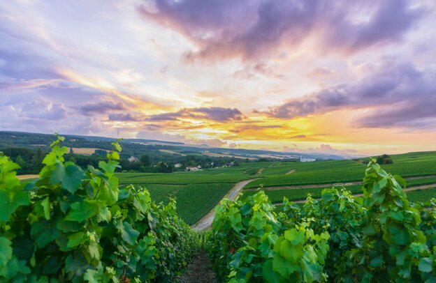 viñedos de champán en la montaña de Reims, Francia | © viñedos de champán en la montaña de Reims, Francia ©Southtownboy Studio - stock.adobe.com