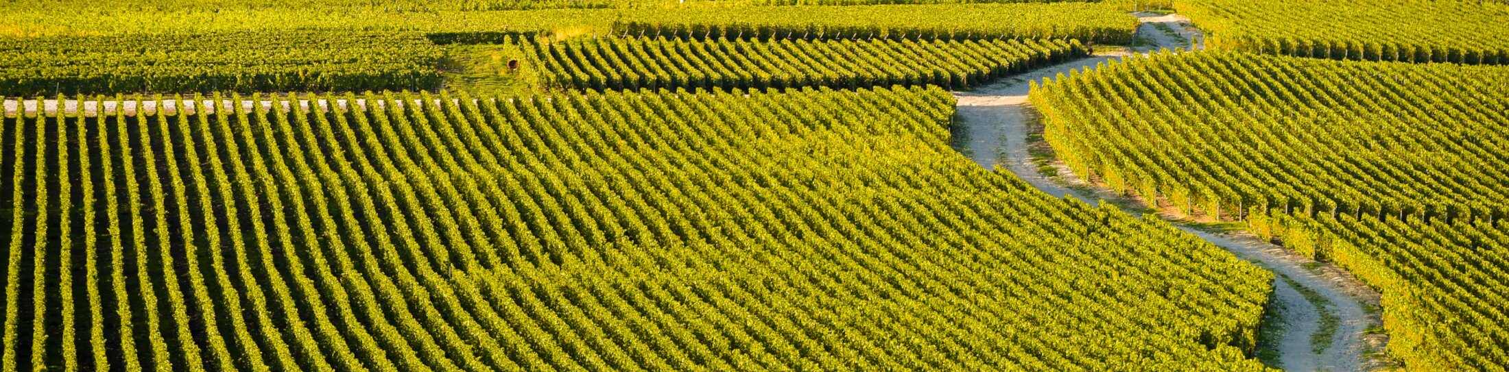 Viñedos de Champaña en el departamento de Marne, Francia | © Viñedos de Champaña en el departamento de Marne, Francia ©FreeProd - stock.adobe.com Viñedos de Champaña en el departamento de Marne, Francia | © Viñedos de Champaña en el departamento de Marne, Francia ©FreeProd - stock.adobe.com