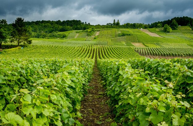 viñedo de champán en Venteuil, Francia | © viñedo de champán en Venteuil, Francia ©Chris Mann - stock.adobe.com