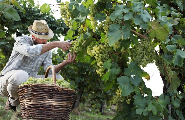 Vendimiador cortando uvas blancas | © Vendimiador cortando uvas blancas ©amedeoemaja - stock.adobe.com